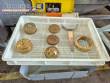Fresh Pasta Extruder 20 kg per hour Italvisa